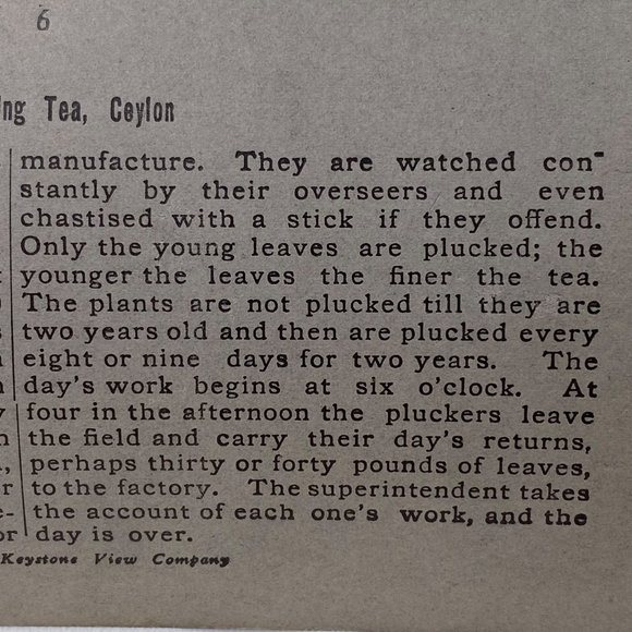 Antique 1901 Stereoview Photo Card Tea Gatherers Galle Ceylon Hill Country - Picture 5 of 9